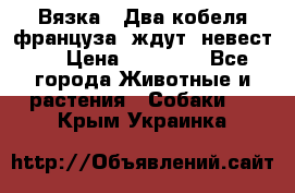  Вязка ! Два кобеля француза ,ждут  невест.. › Цена ­ 11 000 - Все города Животные и растения » Собаки   . Крым,Украинка